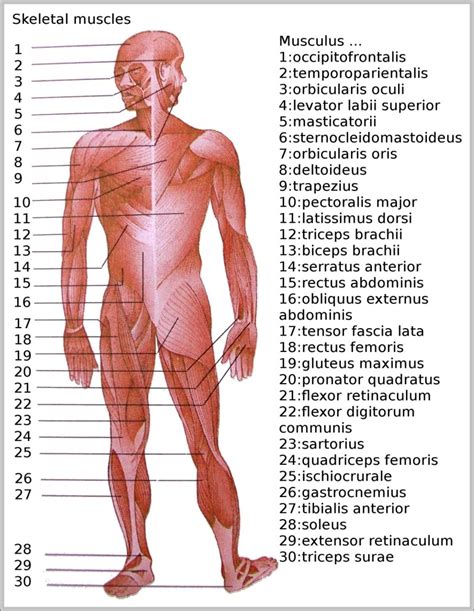 Skeletal Muscle Diagram Anatomy System Human Body Anatomy Diagram And Chart Images