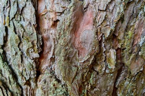The Structure Of The Bark Of A Large Tree Close Up Stock Photo Image