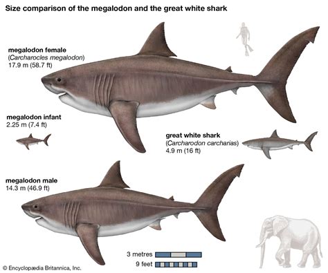 Mega Wild Facts About The Megalodon Ocean Conservancy
