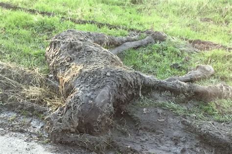 Tears Over Dead Pony Dumped In Rosemary Lane Smarden