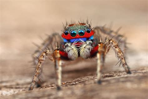 23 Colorful Wallpaper Jumping Spider Free