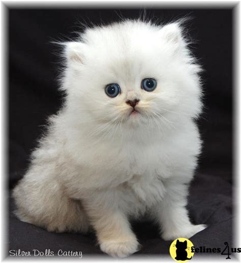 The cheapest offer starts at ksh 950. Persian Kitten for Sale: Amazing Teacup Persian Kittens 12 ...