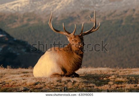 Bull Elk Tundra Stock Photo 63098005 Shutterstock