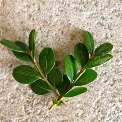 Free 94 Varieties Of Boxwood By Doodle