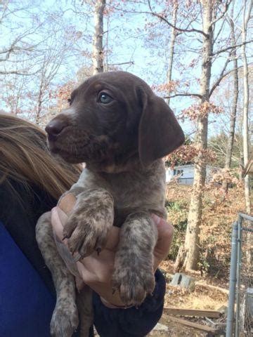 German Shorthair Puppies For Sale In Alto Georgia Classified