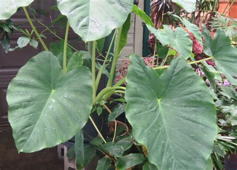 In The Garden Elephant Ear Plants Can Cause Serious Reactions In Some