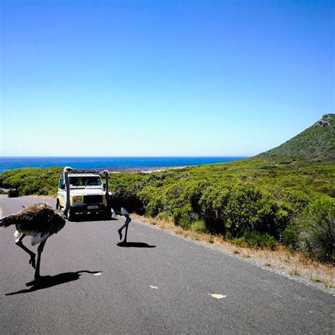 The Ultimate Cape Point Tour By Cape Xtreme My Experience Discovering
