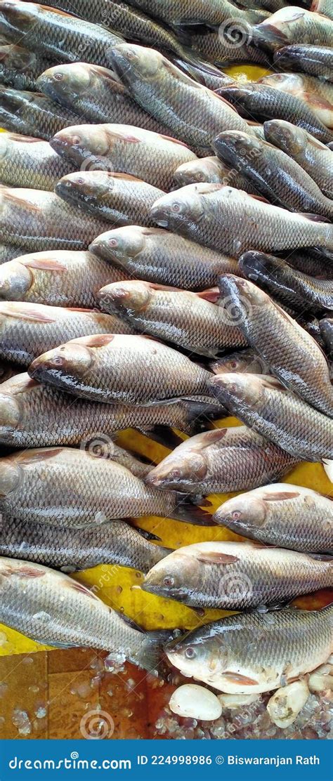 Rohu Carp Fish Arranged In Thailand Fish Market Stock Photo Image Of