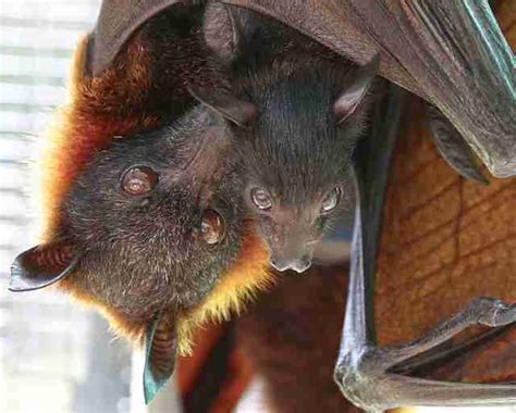 People Are Killing Hundreds Of Bats In Attempt To Cure Asthma The Dodo