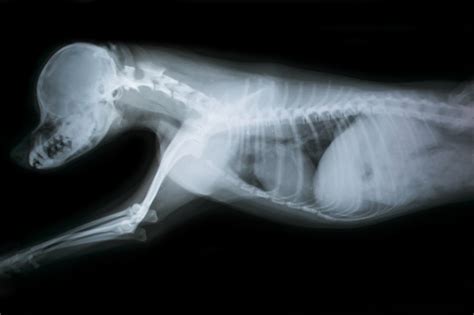 X Ray Of Chest And Head Of Dog Stock Photo Download Image Now Istock