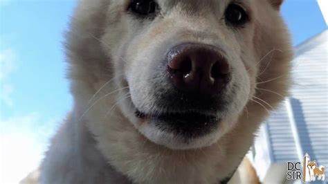 Dc Shiba Inu Rescue Natsumi Senior Dog Rescue Youtube