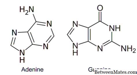 腺嘌呤和鸟嘌呤 科学 2024