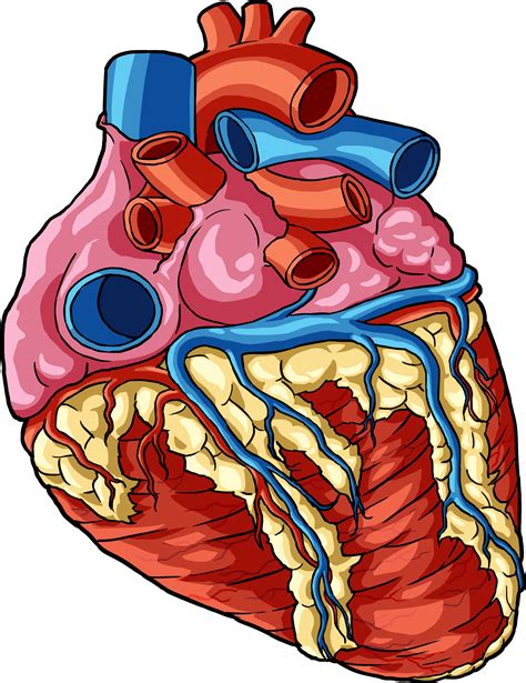58 Images For Anatomy Heart Clipart Kodeposid
