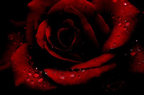 Download Gothic Rose By Vincentw71 Gothic Roses Wallpapers Gothic