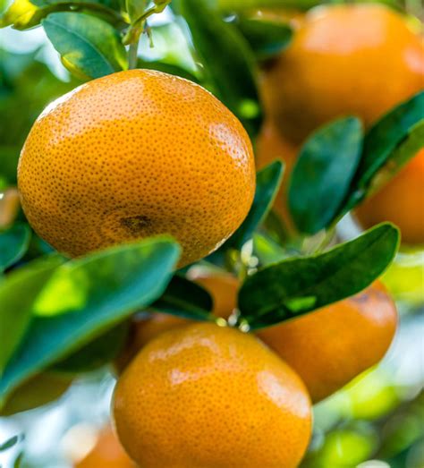 Why Mandarin Oranges Are Beneficial To Our Health Camposol