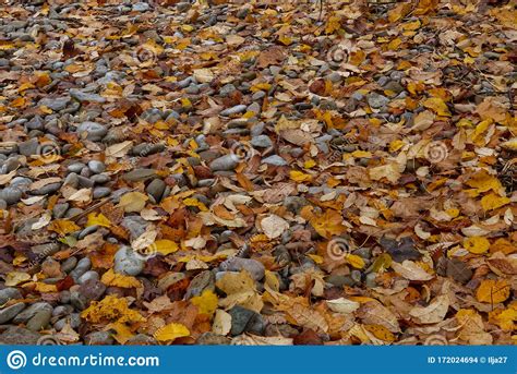 Autumn Leaves On Coastal Pebbles By The Lake Or Sea Can Be Used As