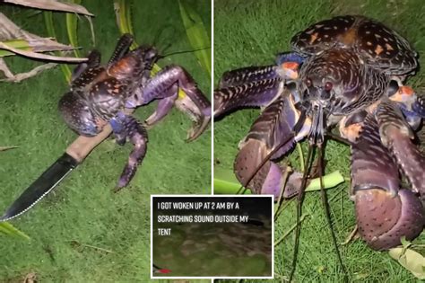 Camper Awakes To Knife Carrying Killer Crab At Tent Video