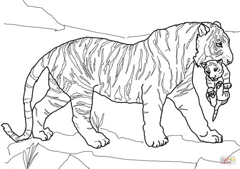 Mother Tiger Carrying Cub Coloring Page Free Printable Coloring Pages