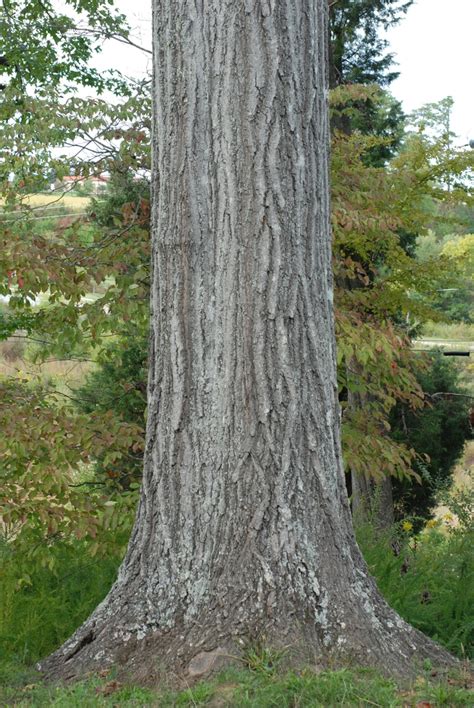 Quercus Rubra Bark
