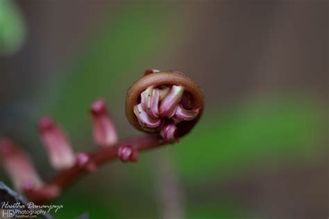 Kanneliya Rain Forest Flickr