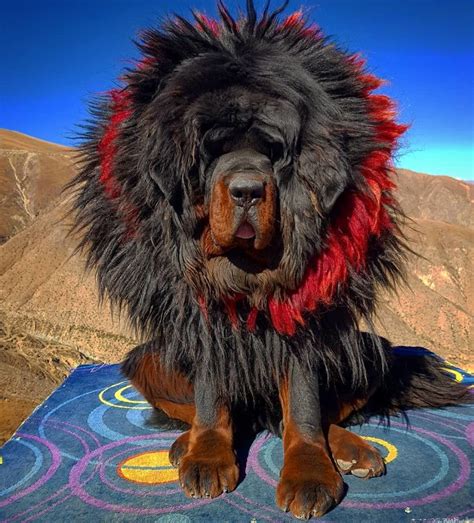 People Are Posting Funny And Cute Photos Of Tibetan Mastiffs And Its