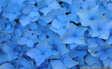 Blue Flower Wallpapers Wallpaper Cave