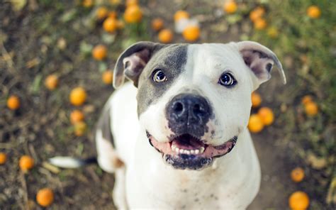 Owning dogs like pit bulls and rottweilers can be seen as a symbol of power. Pitbull Dogs Wallpapers (45+ images)