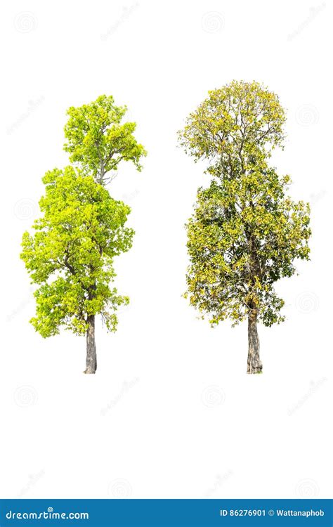 Trees Isolated On White Stock Image Image Of Leaf Environment 86276901