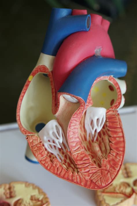 Our acls, pals & bls courses follow 2020 american heart association® guidelines for cpr and ecc. ACLS Classes Cleveland Ohio | Advanced Cardiac Life Support