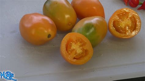 Orange Banana Paste Tomato Solanum Lycopersicum Tomato Review Youtube