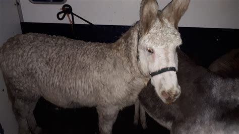 Labour Animal Rights Group On Twitter Rt Donkeysancire For Anyone