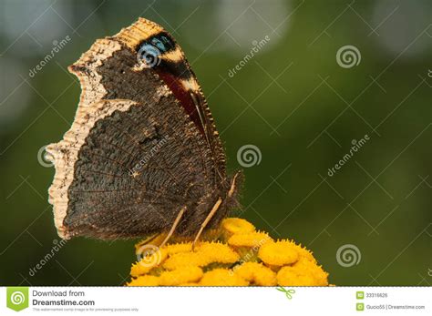 Nymphalis Antiopa Known As The Mourning Cloak In North America And The
