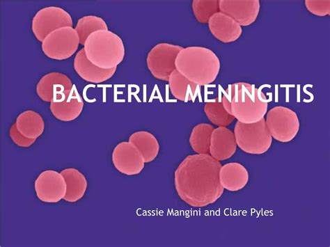Ppt Bacterial Meningitis Powerpoint Presentation Free Download Id