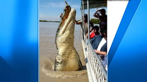 Giant 17 Foot Alligator Real Or Fake Video Abc News