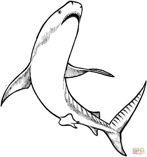 Tiger Shark Coloring Page Free Printable Coloring Pages