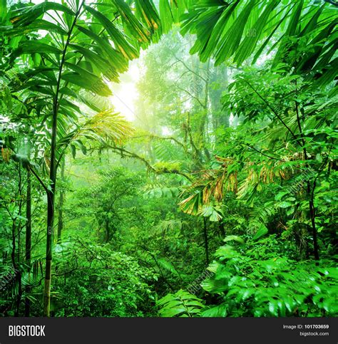 Fresh Green Rainforest Image And Photo Free Trial Bigstock