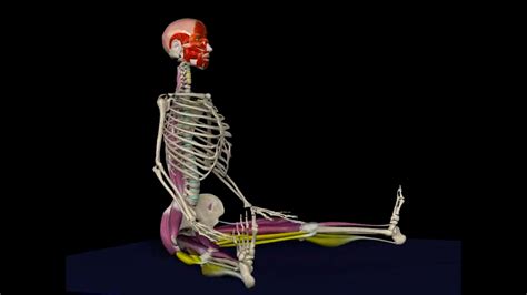 All About The Seated Straddle Strech Anatomy Techniques And Variations