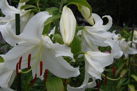 For many years i grew casablanca lillies in my cincinnati ohio garden. Oriental Lily 'Casa Blanca' | gardeninacity