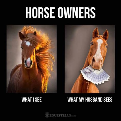 Funny Horseback Riding Memes Funny Memes