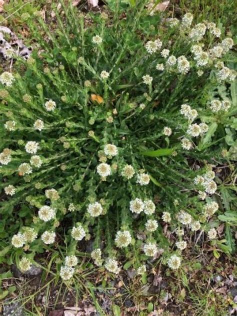 Identifying Wild Flowers Thriftyfun