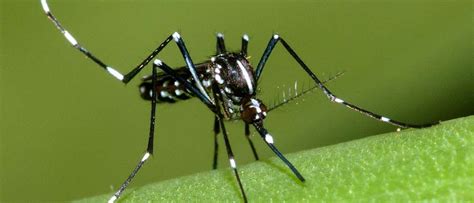 3 Jenis Nyamuk Yang Mematikan Bagi Manusia