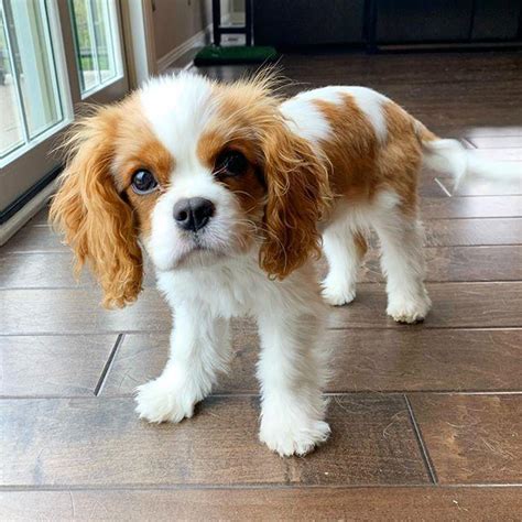 If you're considering adopting a cavalier king charles spaniel puppy, make sure you understand this breed's special health considerations. Cavalier King Charles Spaniel, Blenheim King Charles cavalier puppies, Dogs, for Sale, Price
