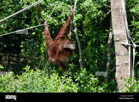 A Young Bornean Orangutan Pongo Pygmaeus Hanging By His Feet From A