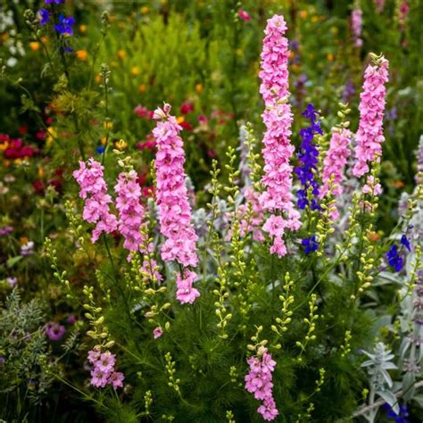 Larkspur Giant Imperial Mix Seed Consolida Ajacis Sugar Creek Gardens