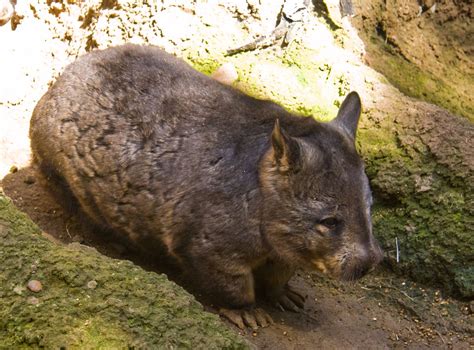 Southern Hairy Nosed Wombat Know Your Critter