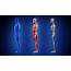 Three Full Length Human Bodies Alpha Matte Blue And Red Highly 