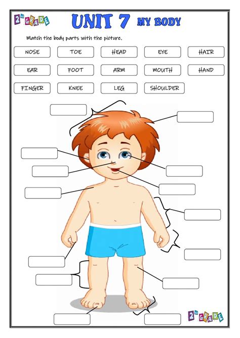 We have 15+ free body worksheets for kids for you to choose from and kids will enjoying learning about the we have worksheets that ask kids to match pictures of parts with their names, match. My Body worksheet for Grade 2