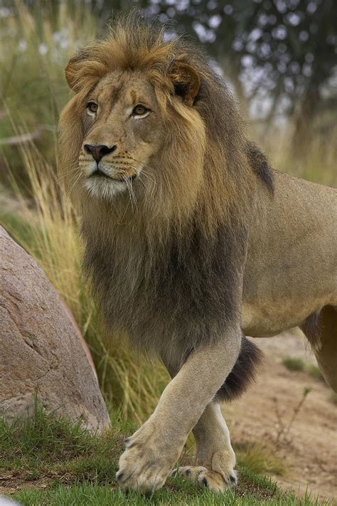 African Lion Male Portrait Photograph By San Diego Zoo Pixels