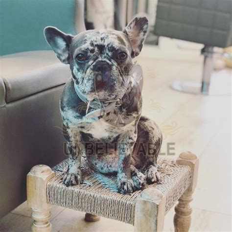 Merle tri with neon blue eye price. Blue Merle Frenchie Bulldogs from Boosie and Grey ...
