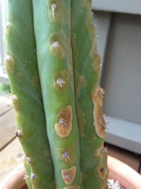 Cactus Treatments Most Common Diseases And Pests Of This Flower Nexles